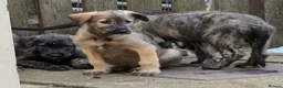 Irish Wolfhound dogs for sale: Irish Wolfhound Puppies  - Advert 19