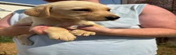 Labrador Retriever dogs for sale: Labrador puppies ready to leave! - Advert 13