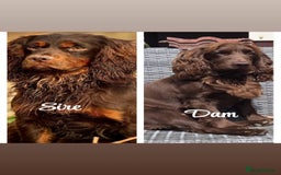 Cocker Spaniel dogs for sale: ** Cocker spaniel - Brown - Show quality sire ** - Image 1