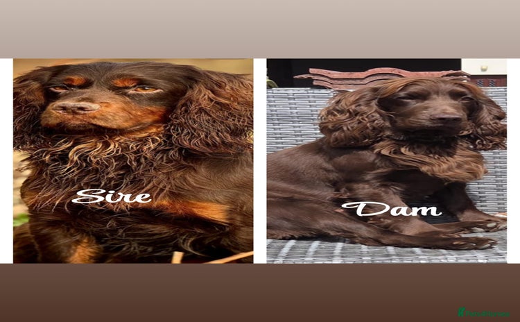 Cocker Spaniel dogs - Advert 7