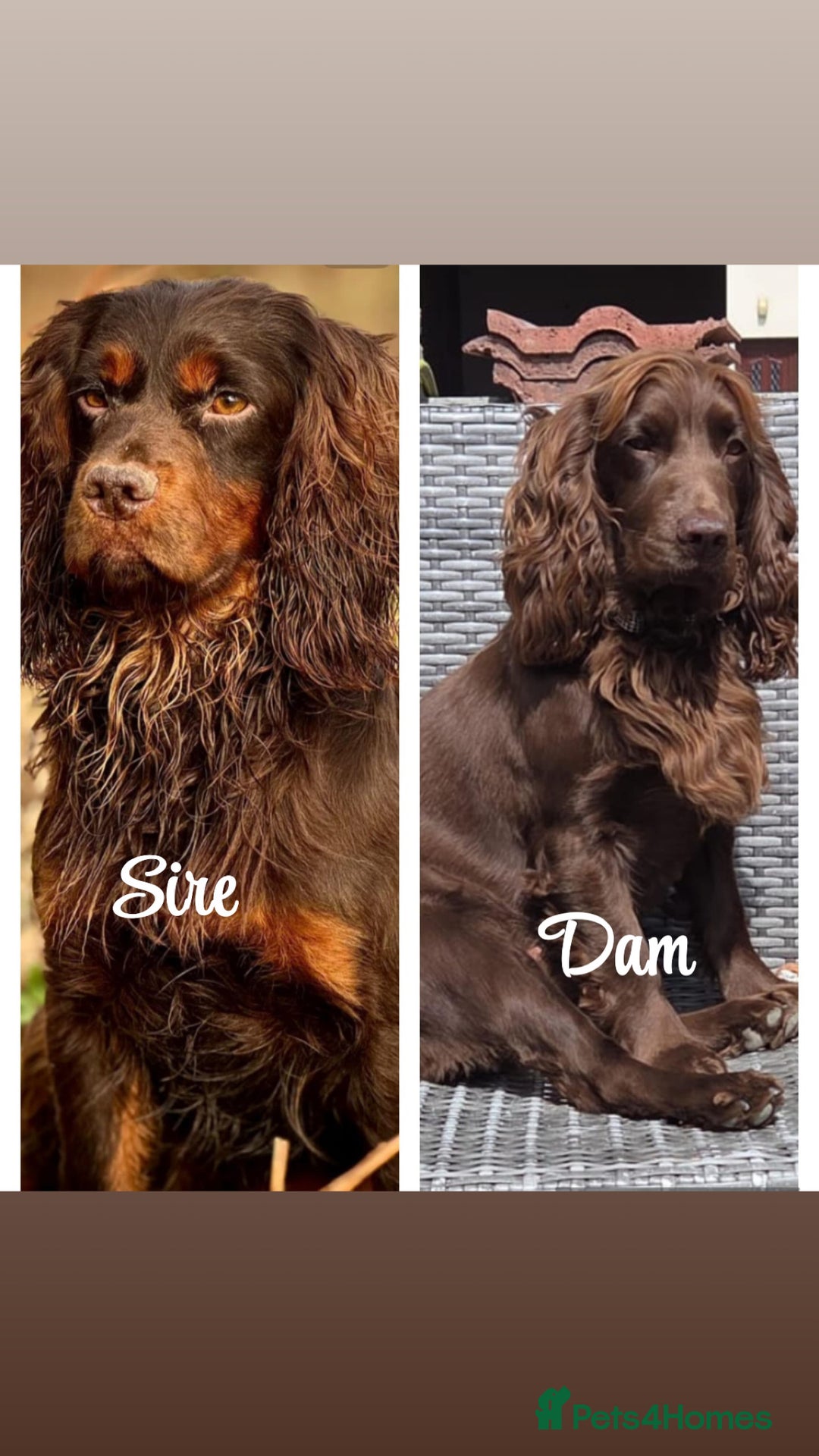 Cocker Spaniel dogs for sale: ** Cocker spaniel - Brown - Show quality sire ** - Image 1