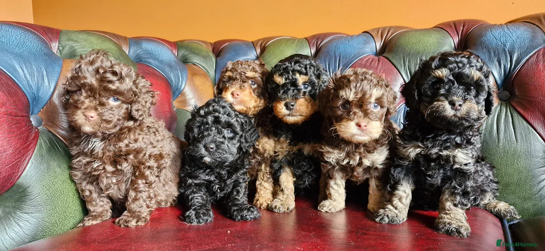 Cavapoo dogs for sale: Gorgeous f1bb Cavapoo pups. Health tested parents  - Advert 23