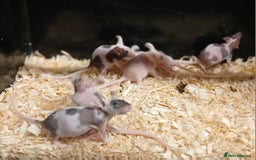 Mouse rodents for sale: Baby Coloured Fancy Mice  - Advert 5