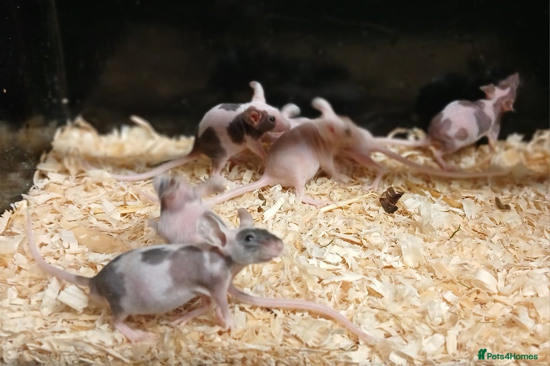 Mouse rodents for sale: Baby Coloured Fancy Mice  - Advert 5