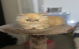 Persian cats for sale: Pedigree Persian Kittens ready to be rehomed - Image 40