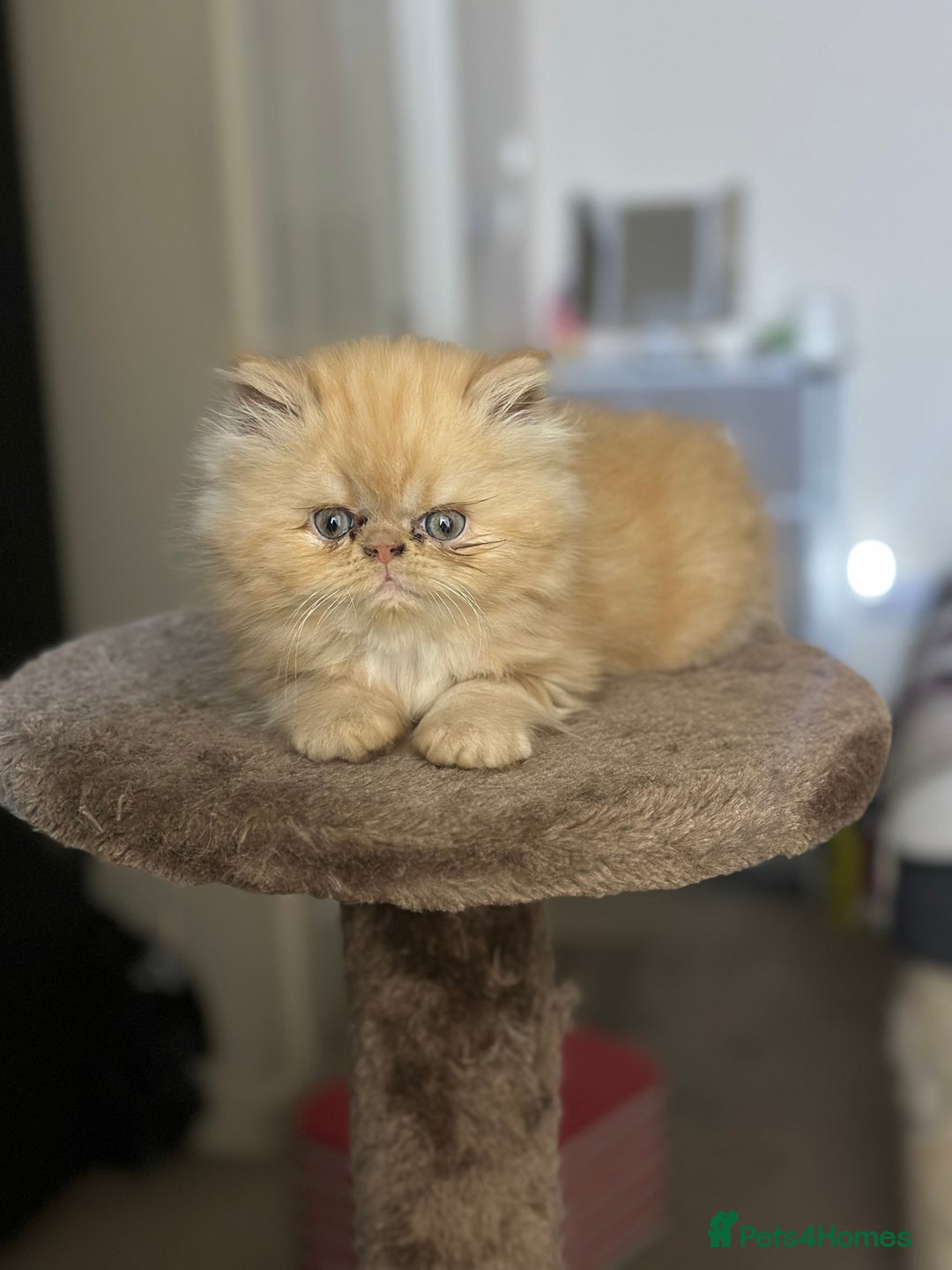 Persian cats for sale: Pedigree Persian Kittens ready to be rehomed - Image 40