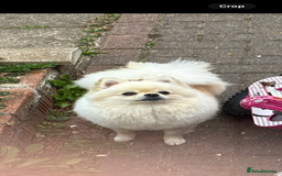 Pomeranian dogs for sale: 🌟Pomeranian🌟 - Image 6