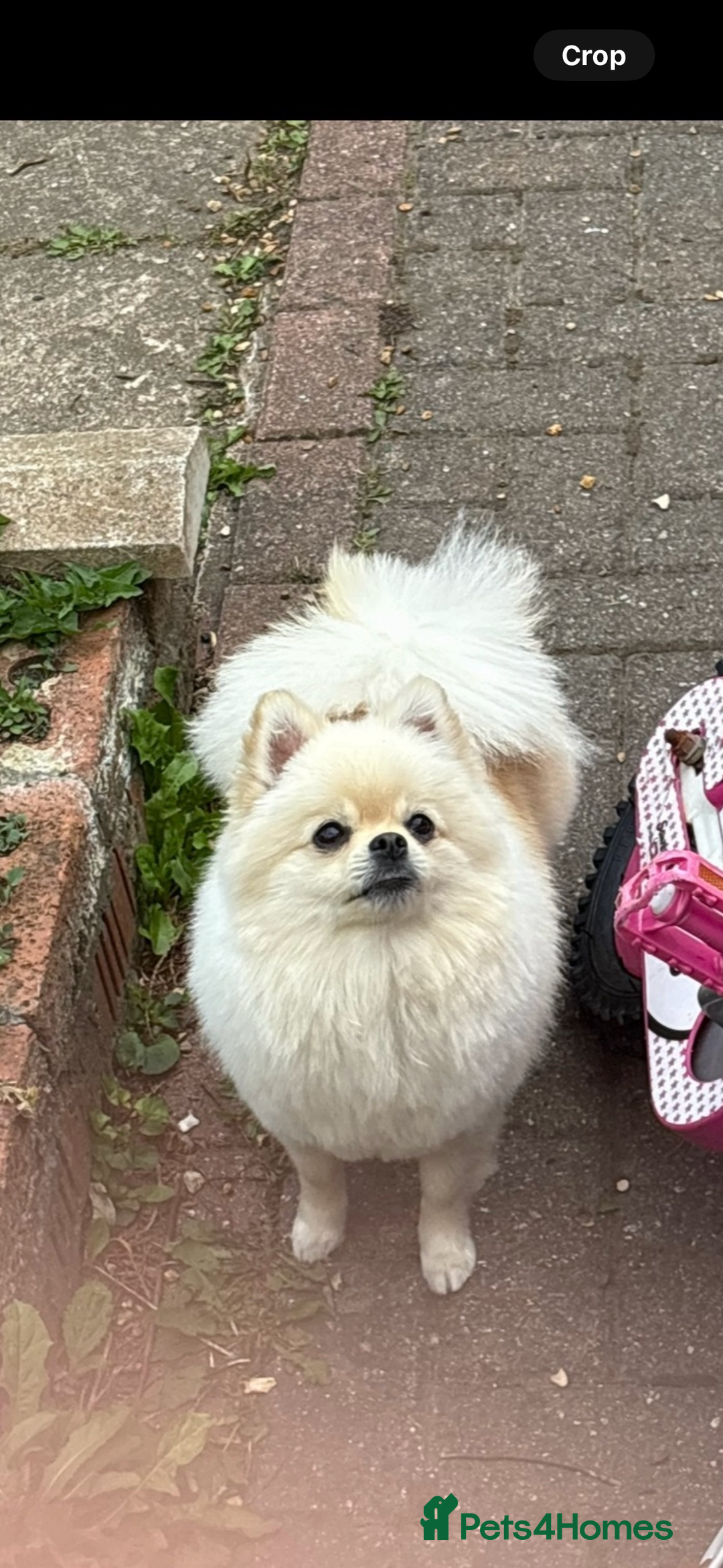 Pomeranian dogs for sale: 🌟Pomeranian🌟 - Image 6
