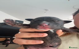 Mixed Breed dogs for sale: Presa canario cross cane corso pups - Image 8