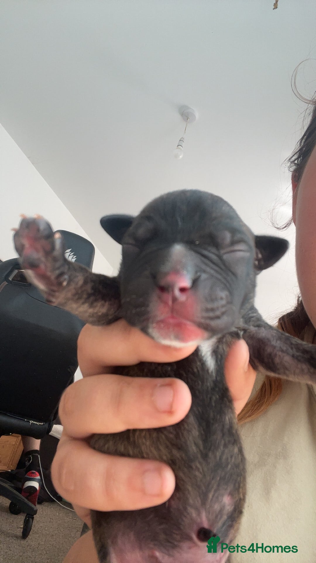 Mixed Breed dogs for sale: Presa canario cross cane corso pups - Image 8