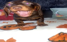 Doxiepoo dogs for sale: House trained READY NOW FOR THERE FOREVER HOMES ❤️ - Image 4