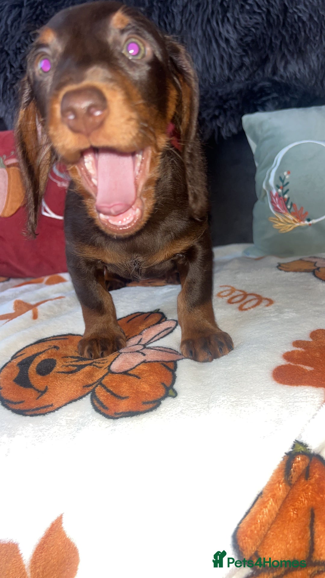 Doxiepoo dogs for sale: House trained READY NOW FOR THERE FOREVER HOMES ❤️ - Image 4