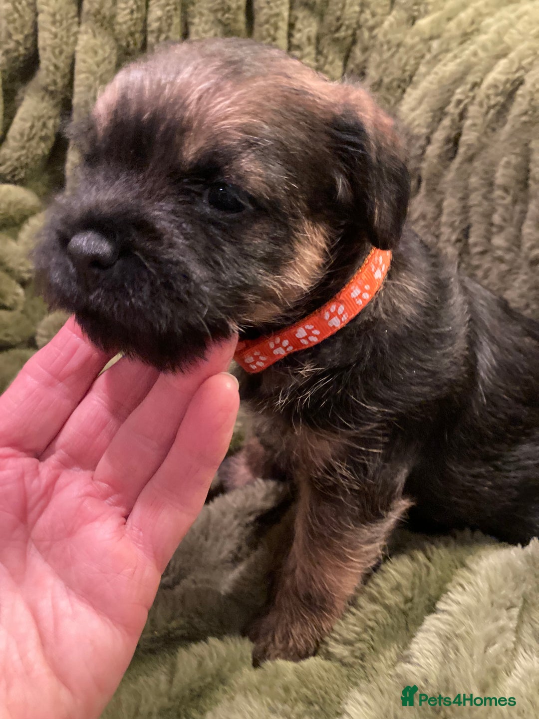 Border Terrier dogs for sale: Quality Border Terrier Puppies - Advert 5