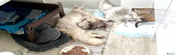 Maine Coon cats for sale: Silver Ticked Polydactyl Maine Coon Male - Advert 3