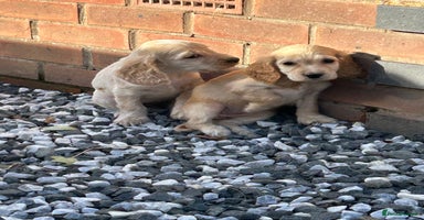 Cocker Spaniel dogs - Advert 6