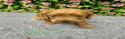 Cockapoo dogs for sale: Beautiful Loving Cockerpoo’s in London - Advert 16