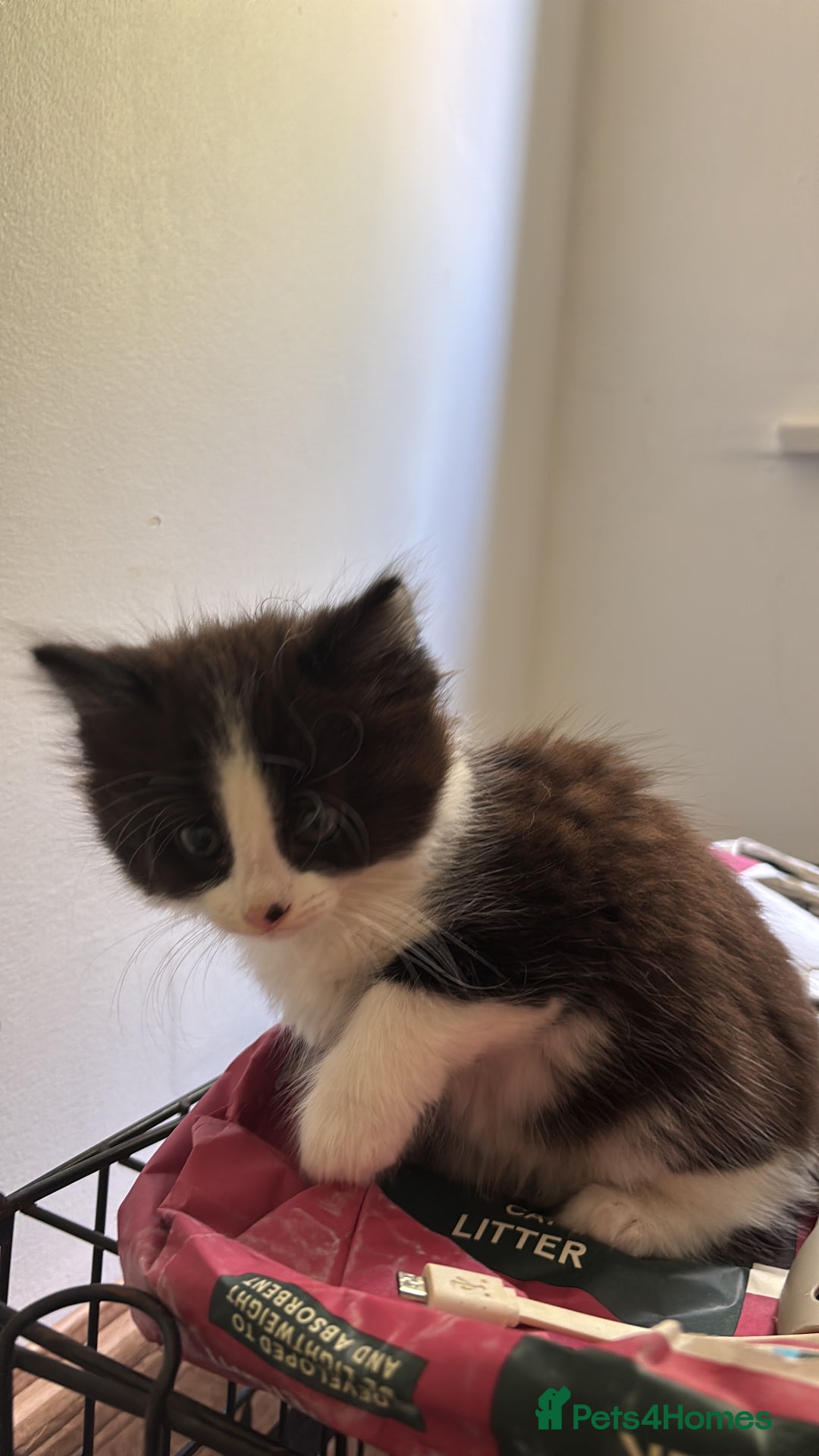 Mixed Breed cats for sale: Cat and kittens  - Image 9