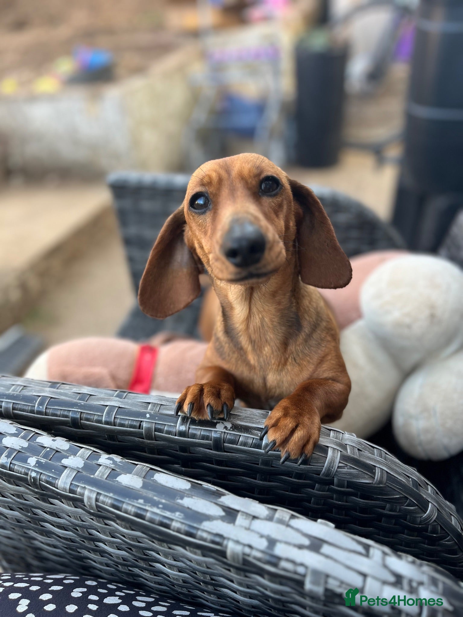 Miniature Dachshund dogs  Miniature Dachshund Puppies 🐾 - Advert 6