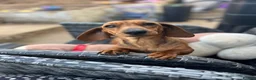 Miniature Dachshund dogs for sale:  Miniature Dachshund Puppies 🐾 in Newton Abbot - Advert 1