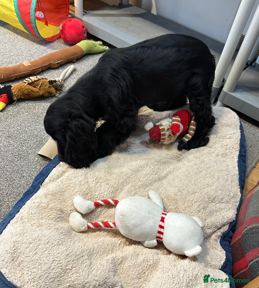 Cocker Spaniel dogs for sale: Handsome 4 month old black boy - Advert 12