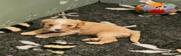 Cavapoo dogs for sale: Health tested F1 Cavapoo puppies - Advert 7