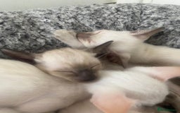 Siamese cats for sale: 🤩🐱Beautiful Siamese kittens for sale🐱⚡️ - Image 18