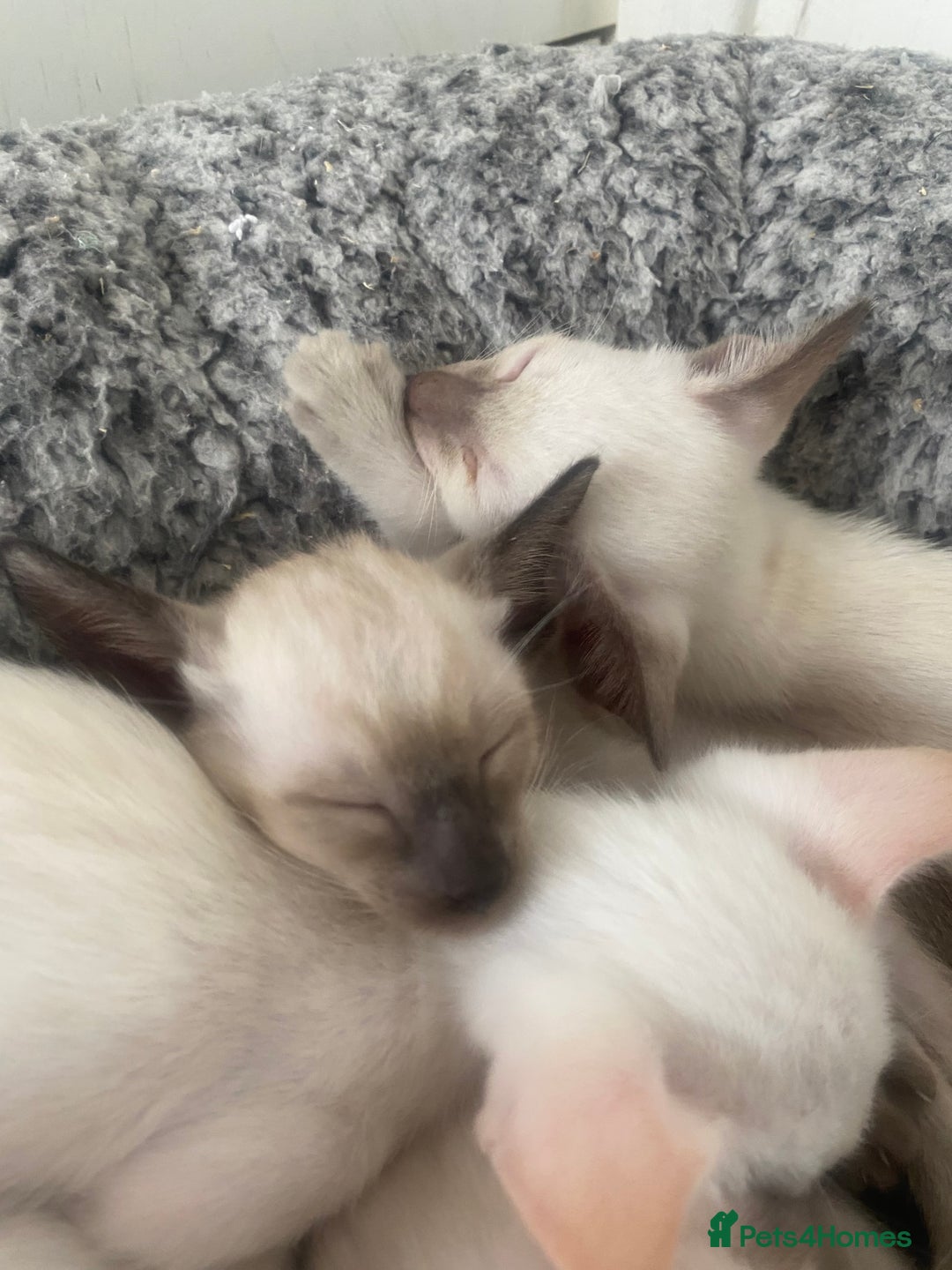 Siamese cats for sale: 🤩🐱Beautiful Siamese kittens for sale🐱⚡️ - Image 18