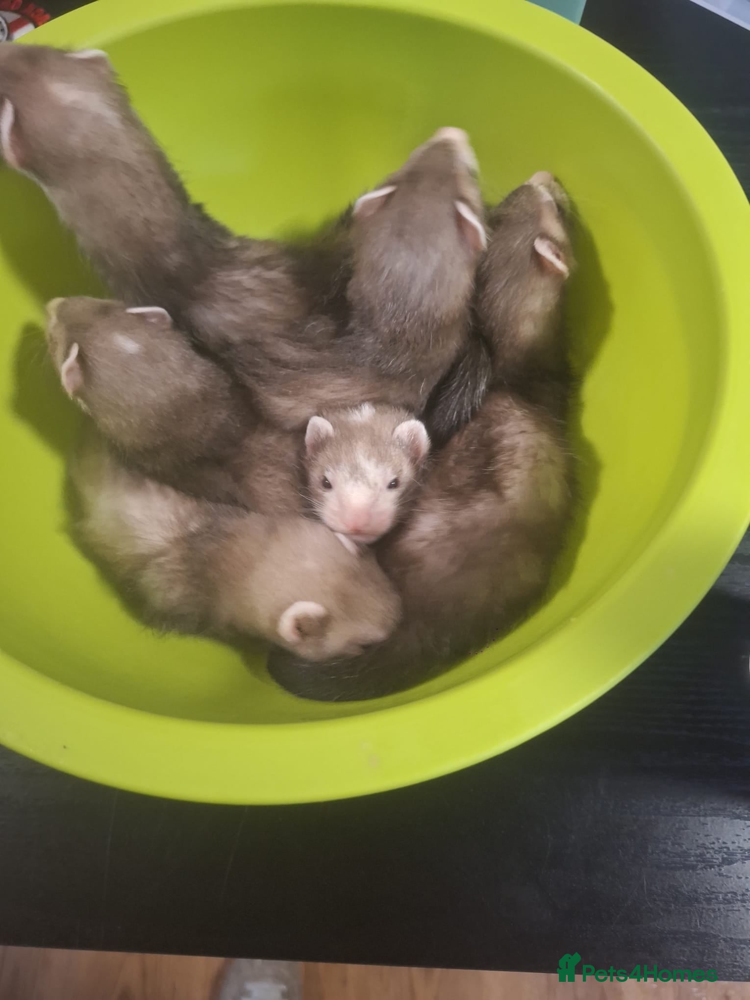 Ferret rodents silver x polecat kits  - Advert 23