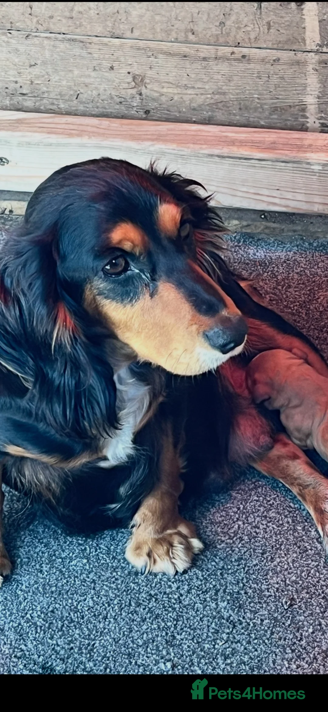 Cocker Spaniel dogs for sale: Cocker spaniel in Waltham Abbey - Advert 4