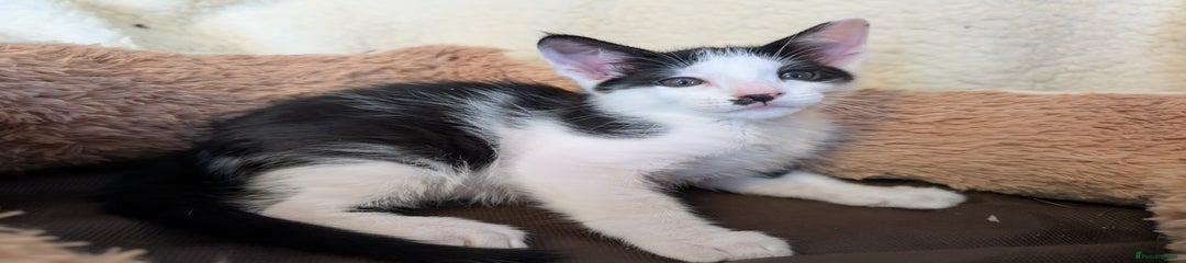 Oriental Kitten 2