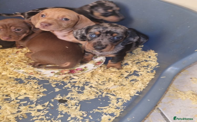 Dachshund dogs Miniture Silver Dapple Dachshunds - Advert 11