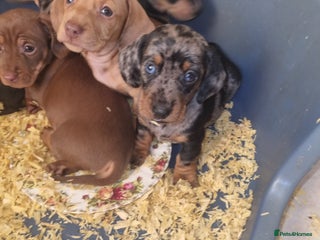 Dachshund dogs Miniture Silver Dapple Dachshunds - Advert 1