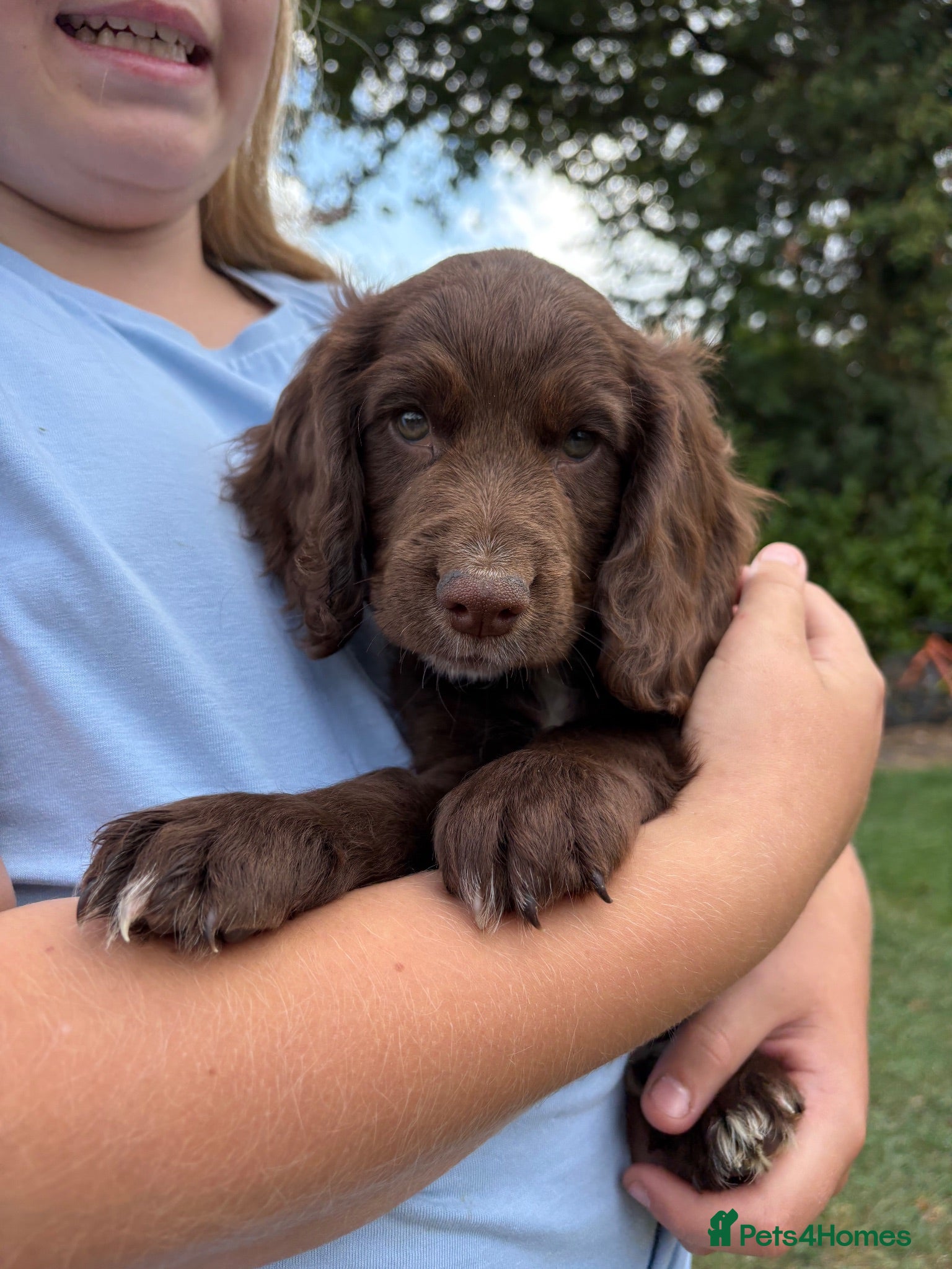 Cocker Spaniel dogs 1 left, READY NOW. Working Cocker spaniels - Advert 15