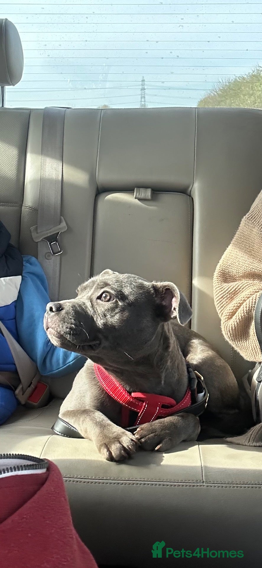 Staffordshire Bull Terrier dogs Gorgeous Blue Staffy pups - Advert 2