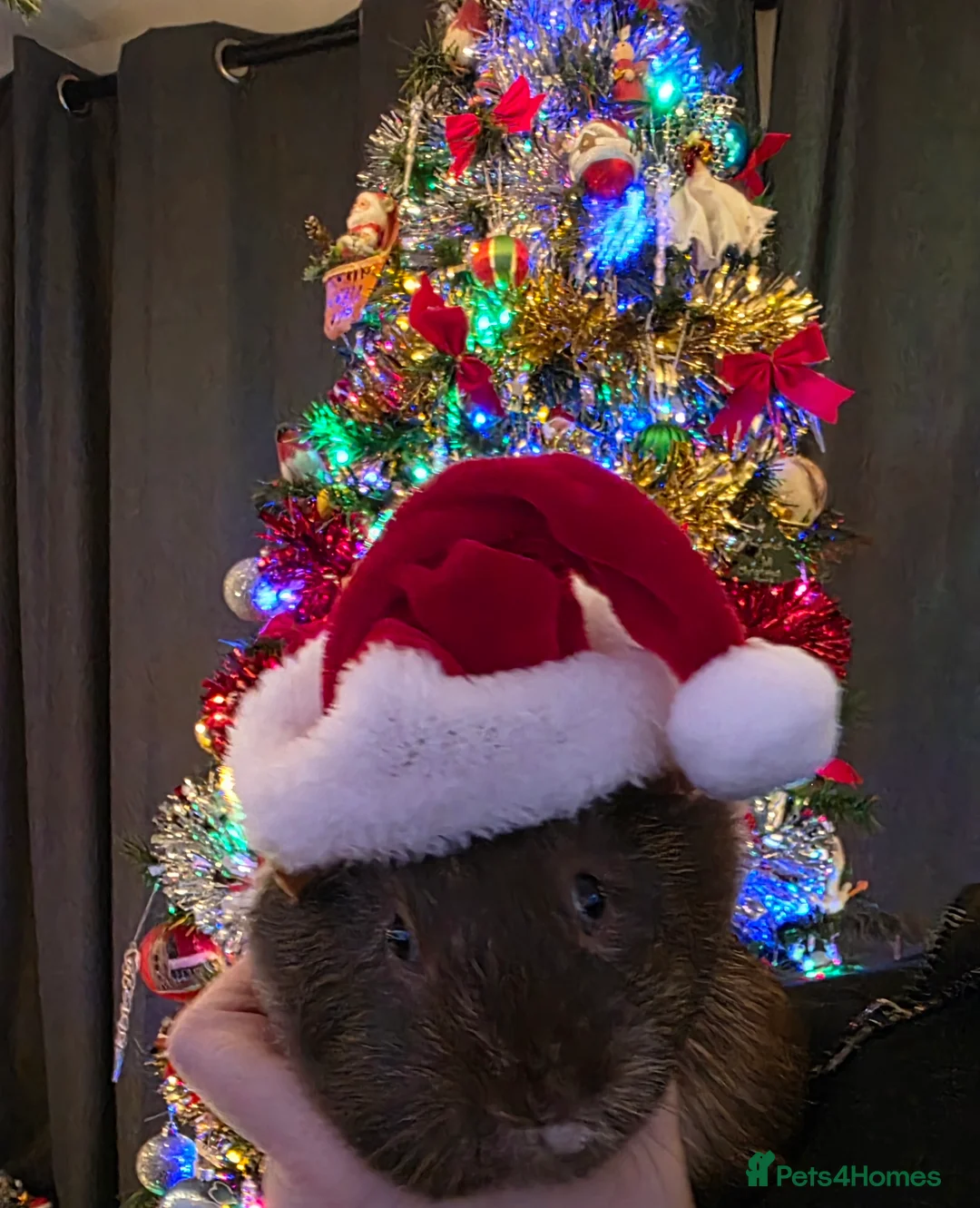 Guinea Pig rodents for sale: Female Guinea Pigs  in Oxford - Advert 6