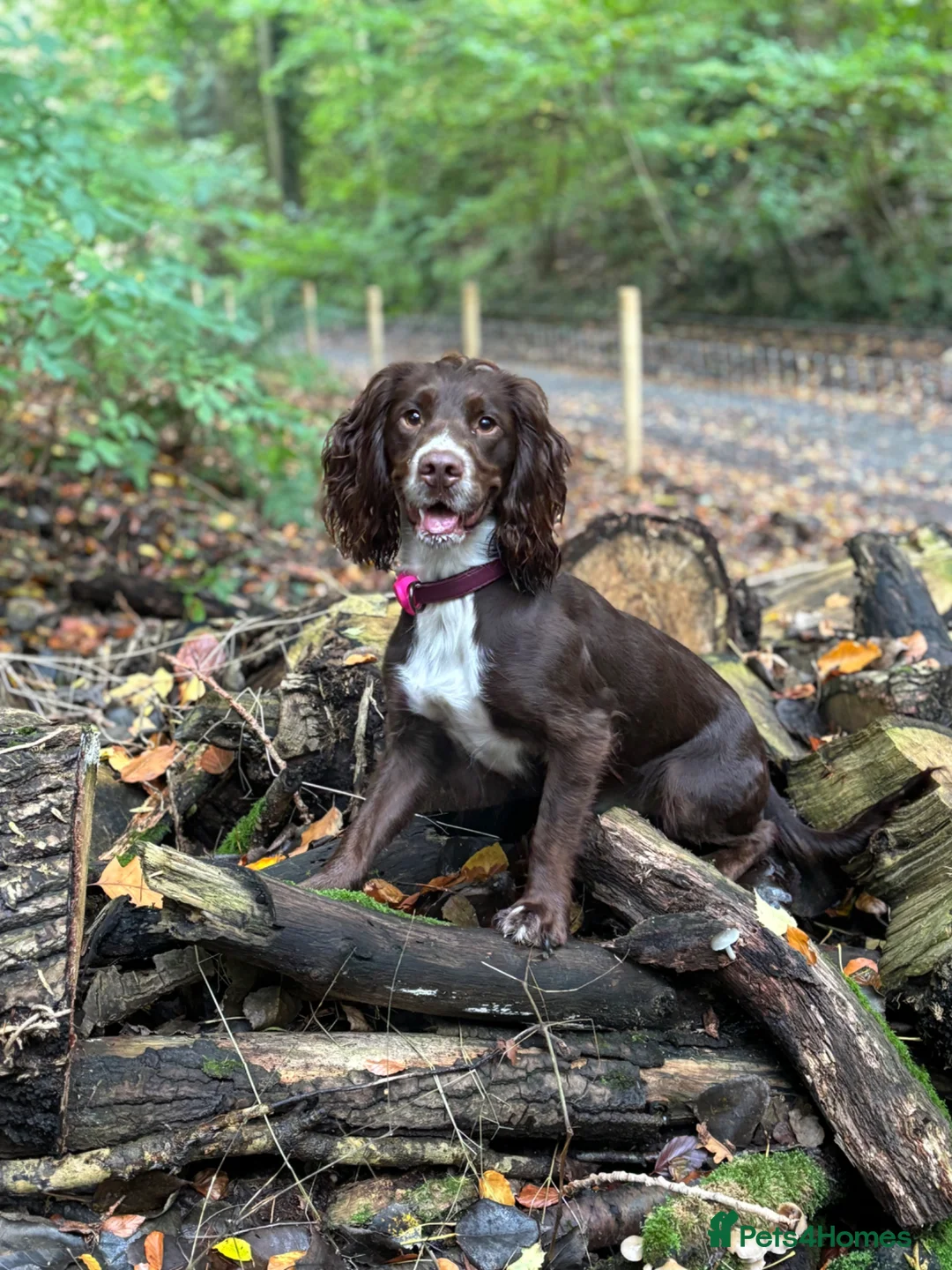 Cocker Spaniel dogs for sale: Working cocker spaniel  - Advert 2