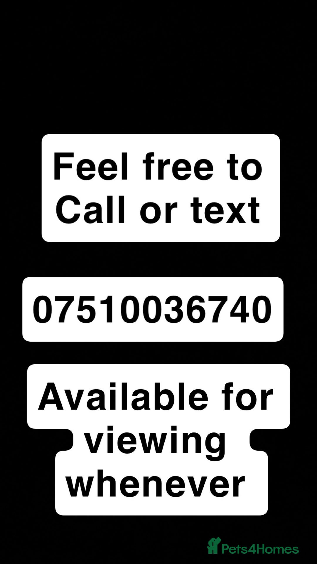 German Shepherd dogs for sale: 1 beautiful female German shepher kc reg working - Advert 9