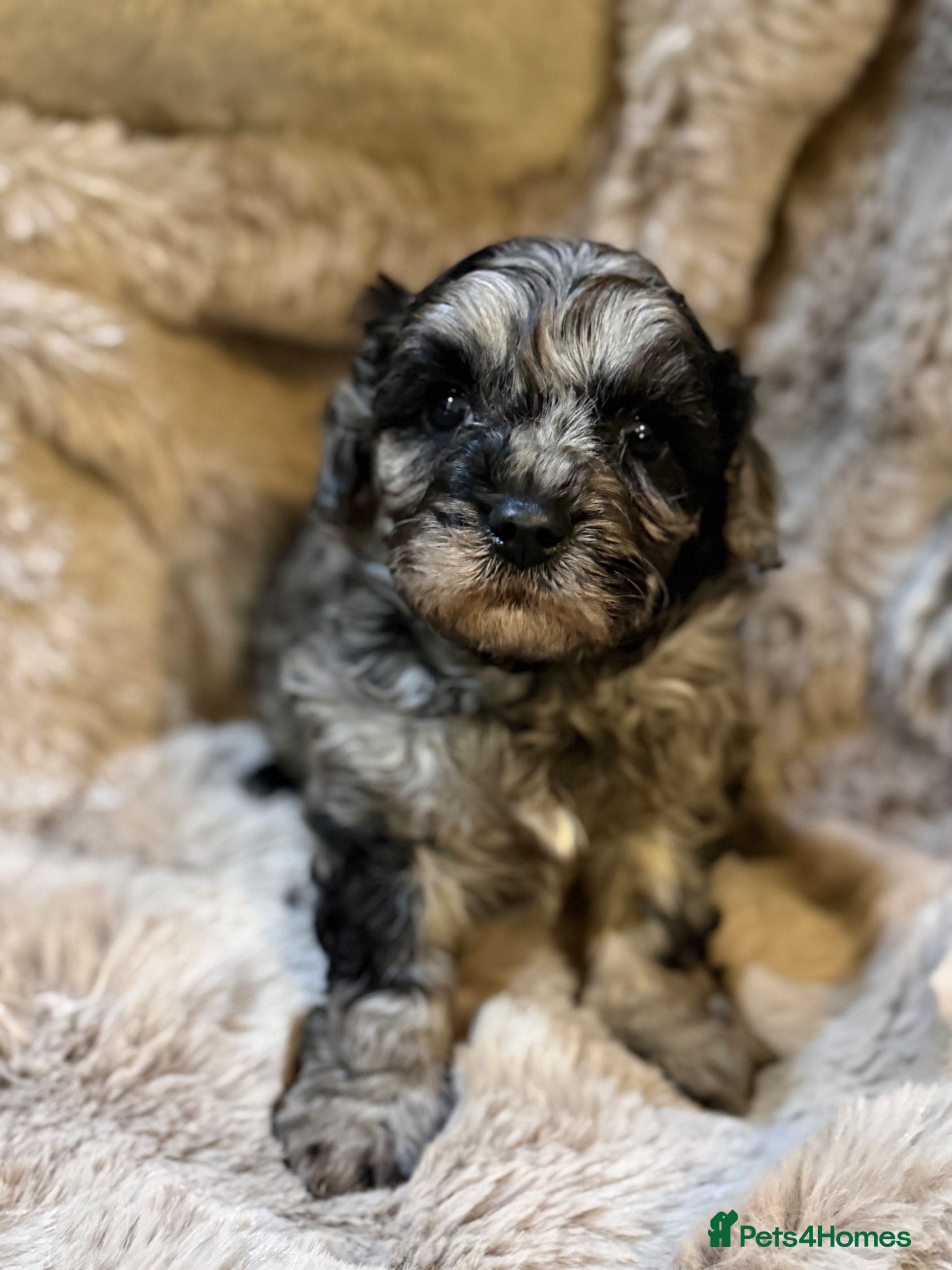 Cavachon dogs Stunning Cavapoochon  - Advert 2