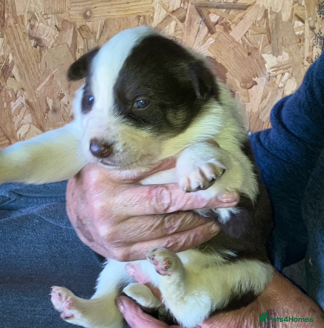 Border Collie dogs for sale: Border collie puppies  in Lingfield - Advert 2