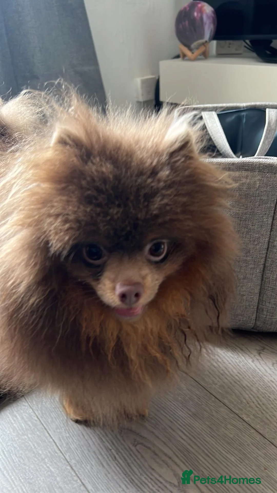 Pomeranian dogs for sale: Pomeranian Girl - Advert 3