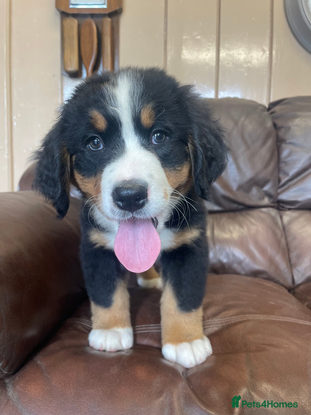 Bernese Mountain Dog dogs for sale: Bernese Mountain Puppies 🏠Ready for new homes🏠 in Aberystwyth - Image 4