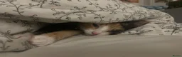 Mixed Breed cats for sale: Loving young cat in need for a new home - Advert 6