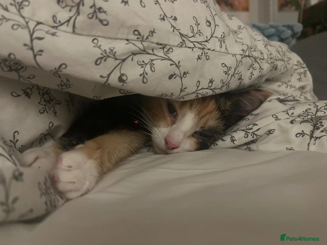 Mixed Breed cats for sale: Loving young cat in need for a new home - Advert 6