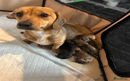Miniature Dachshund dogs for sale: Long haired Dapple Puppy ready to leave  - Image 7