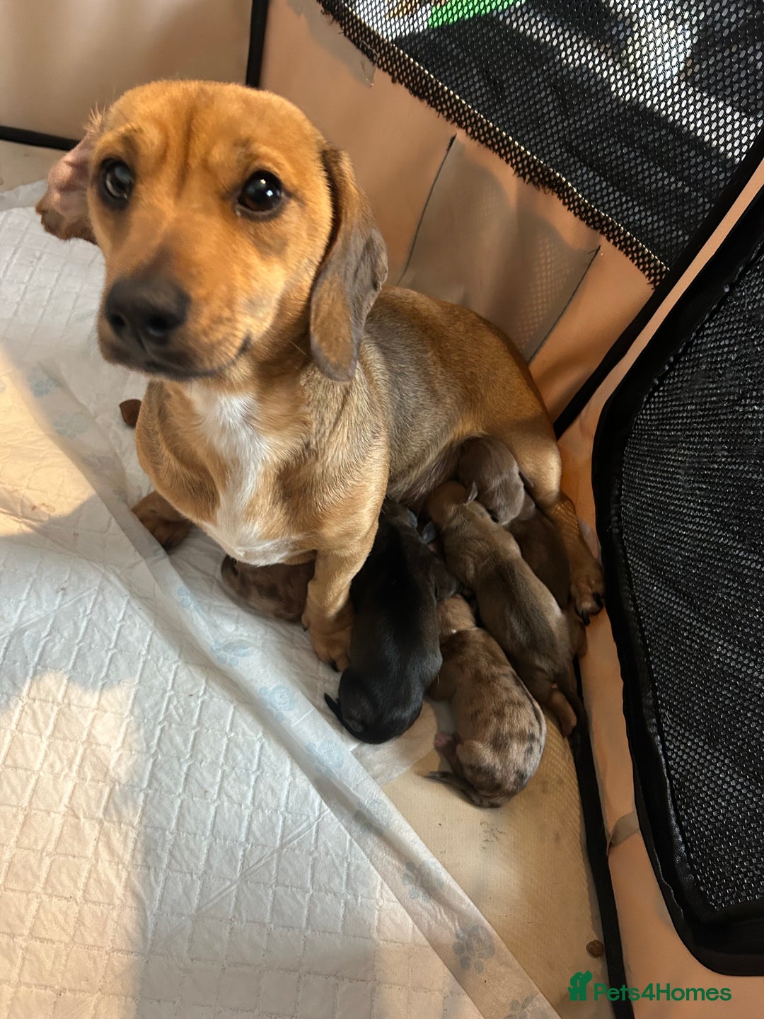 Miniature Dachshund dogs for sale: Long haired Dapple Puppy ready to leave  - Image 7