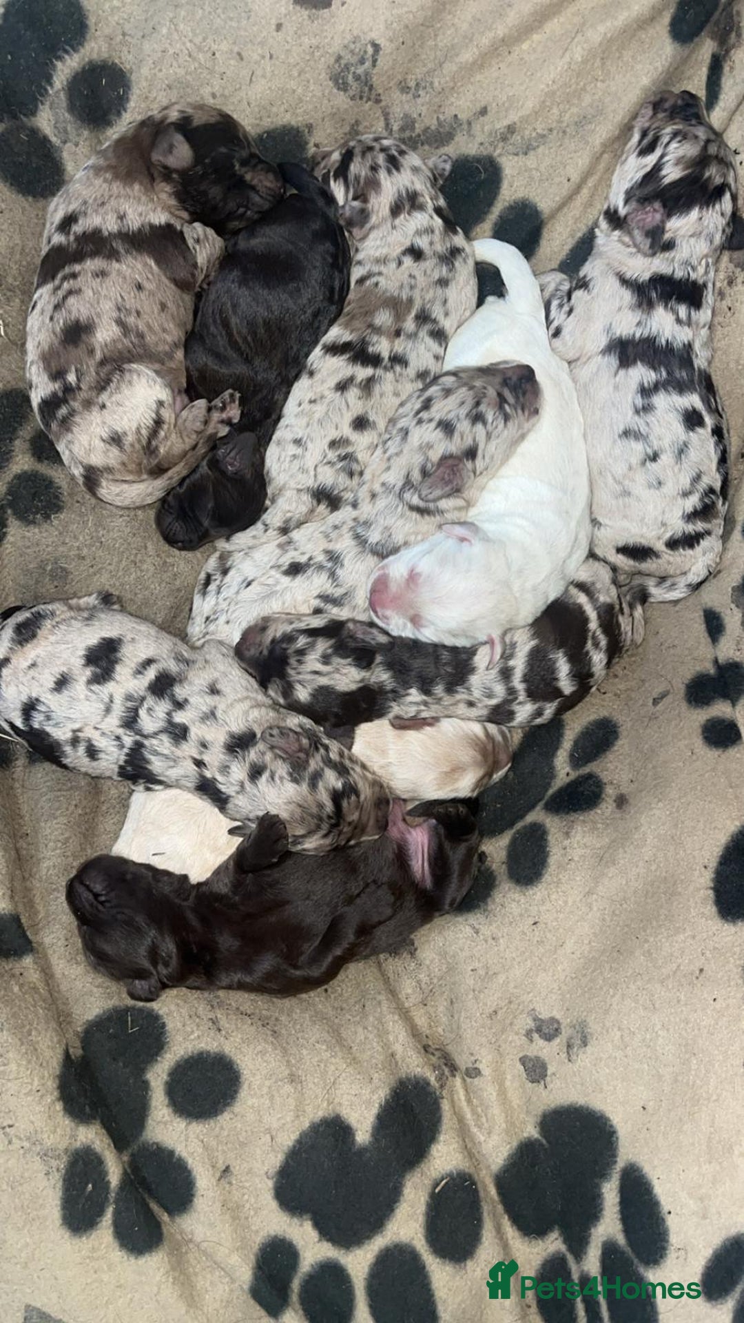 Labradoodle dogs for sale: Labradoodle Puppies (Miniature)  - Advert 15