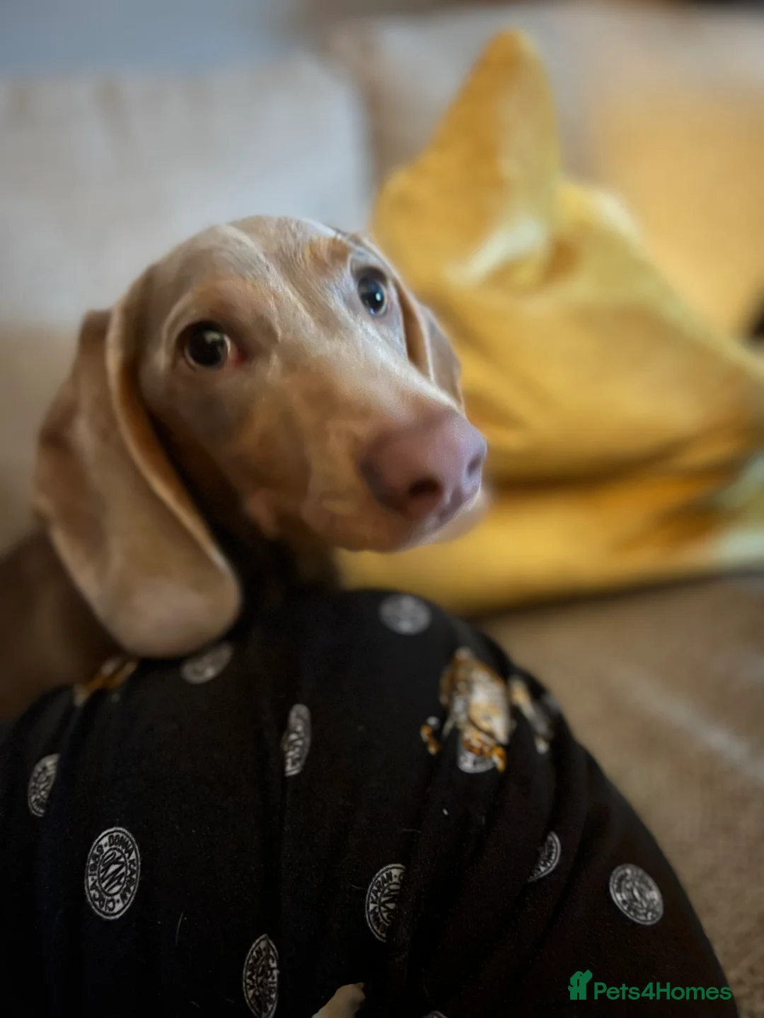 Miniature Dachshund dogs for stud: KC reg Isabella & Tan Stud! Free ovulation test in Stockton-on-Tees - Advert 8