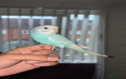 Budgerigars birds for sale: Budgie - Image 2