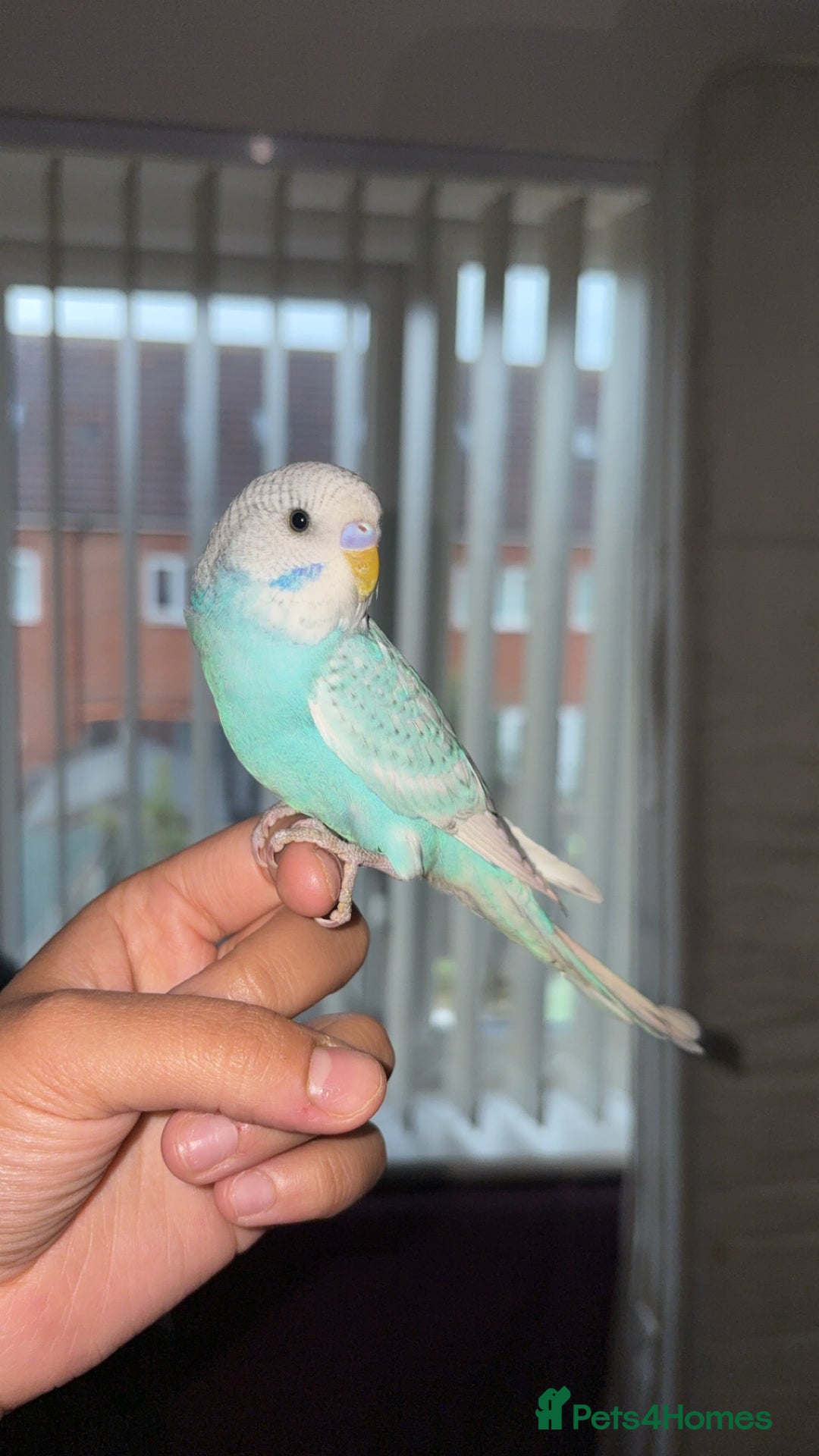 Budgerigars birds for sale: Budgie - Image 2