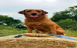 Labrador Retriever dogs for sale: KC Registered Fox Red Labrador Puppies - Image 3
